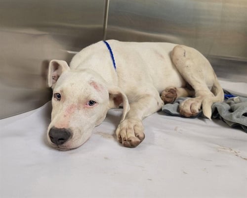 ESTHER - American Bulldog available for adoption