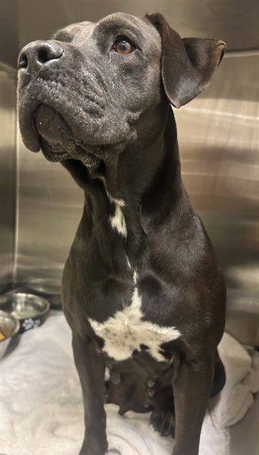 BETSY - Labrador Retriever available for adoption