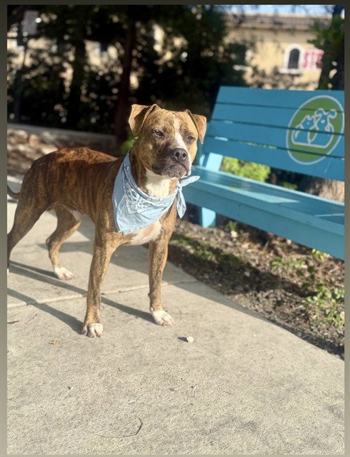 BINGO - Boxer / Bulldog available for adoption