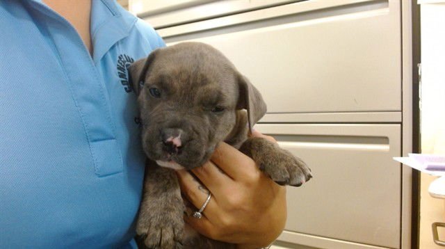 YOSHI - Dogo Argentino / Presa Canario available for adoption