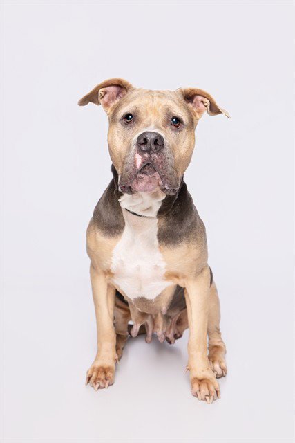 DREAM - Pit Bull Terrier available for adoption