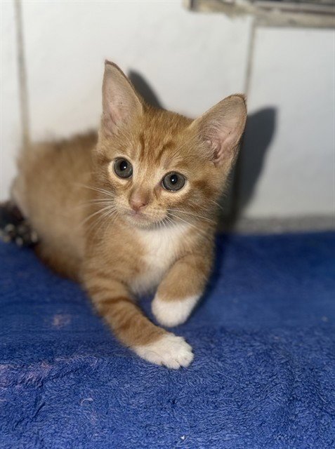 KITTY - Domestic Short Hair available for adoption
