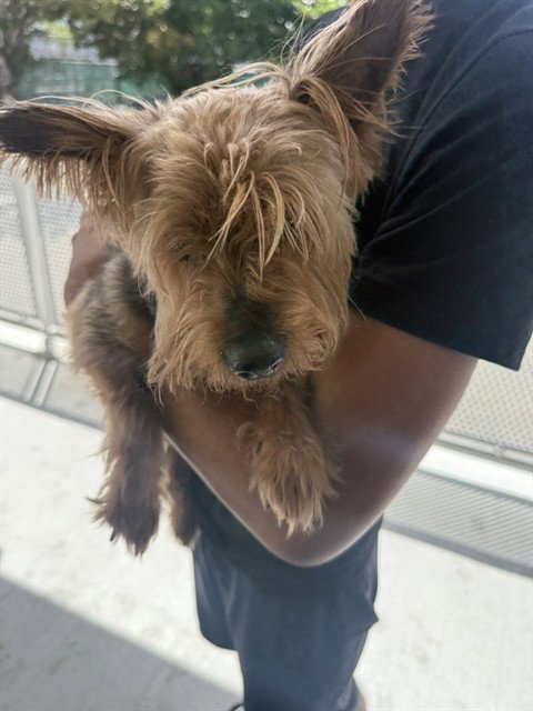 LUCKY - Silky Terrier available for adoption