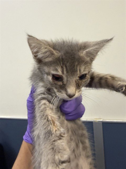 ELLA - Domestic Short Hair available for adoption