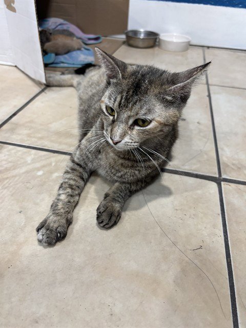 KATHY - Domestic Short Hair available for adoption