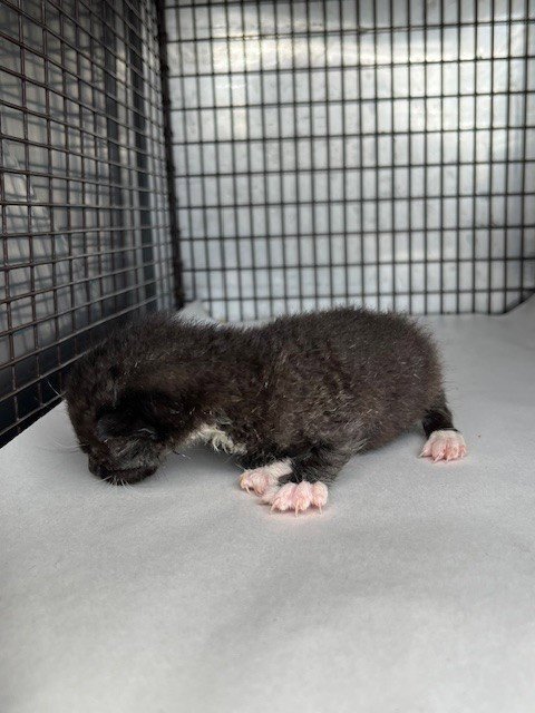 SHADOW - Domestic Short Hair for adoption in Hialeah