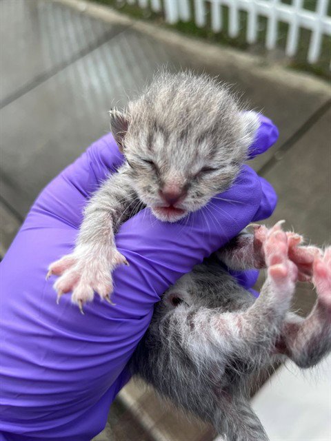 STAR - Domestic Long Hair available for adoption