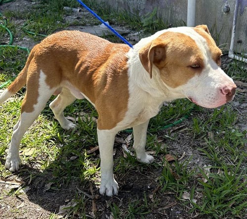 THOR - Labrador Retriever available for adoption