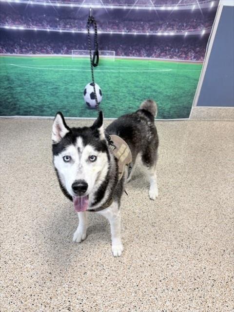 BALTO Image