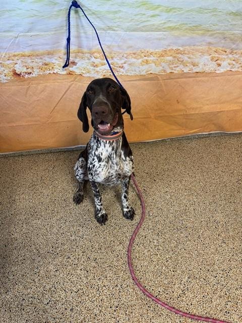DAISY Image