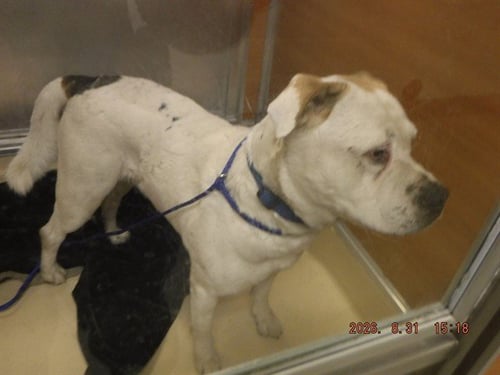 CASEY - American Bulldog available for adoption