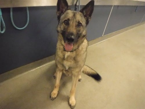 NINO - German Shepherd Dog available for adoption