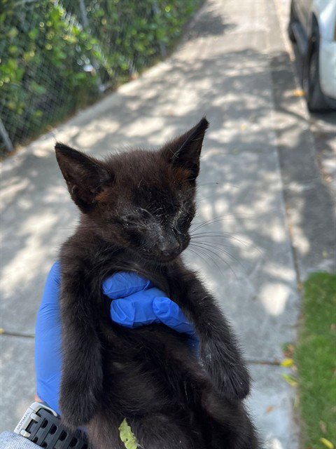 STORM - Domestic Long Hair available for adoption