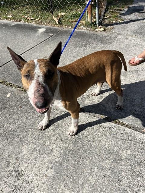 BAI - Bull Terrier available for adoption