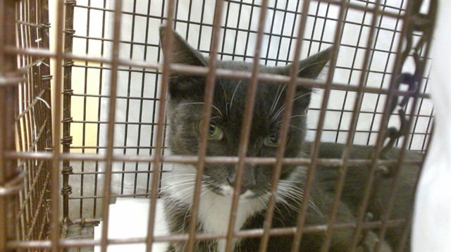 CHER - Domestic Short Hair available for adoption