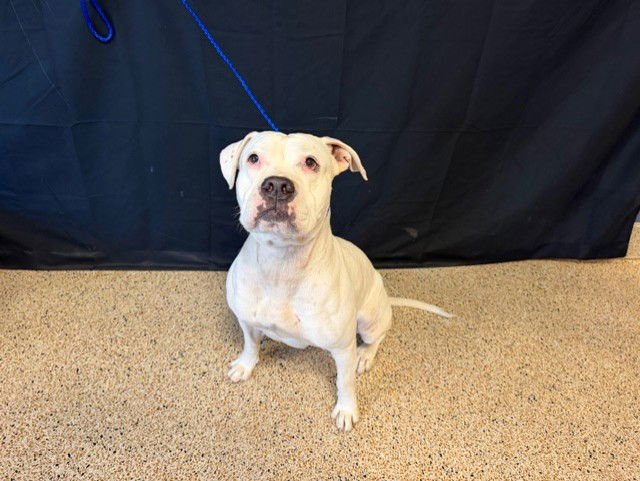 PALOMA - American Bulldog available for adoption