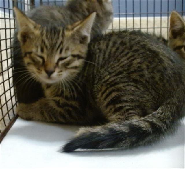 VIVI - Domestic Short Hair available for adoption