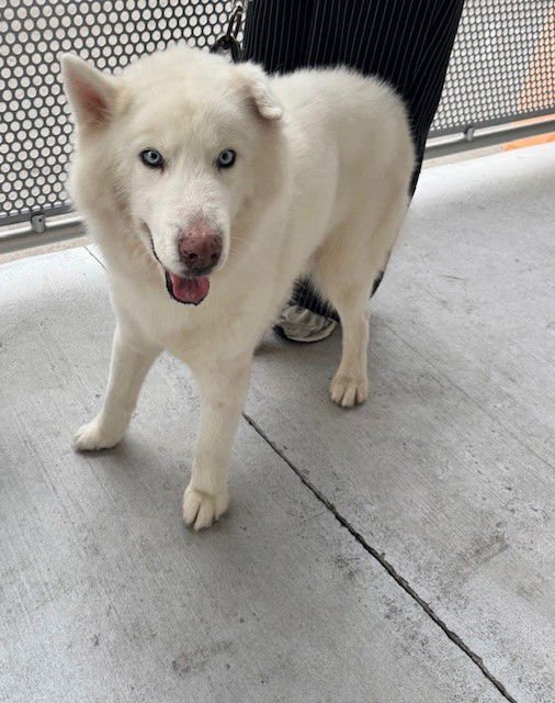 YETI - Husky available for adoption