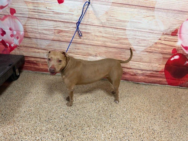 ANA - Terrier available for adoption