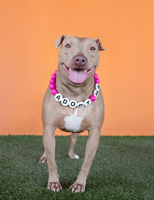 ANA - Terrier for adoption in Miami