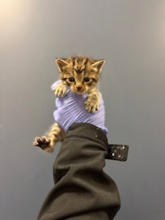 ALVIN - Domestic Short Hair available for adoption