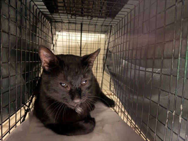 ATLAS - Domestic Short Hair available for adoption