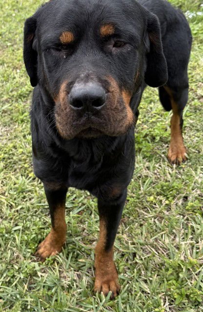 ARIES - Rottweiler available for adoption
