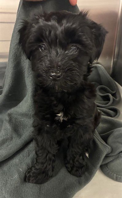 BEBITA - Maltese available for adoption