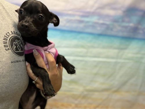 ANNI - Chihuahua available for adoption