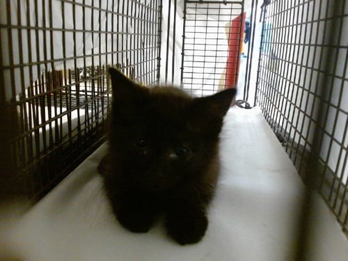 PAULA - Domestic Short Hair available for adoption