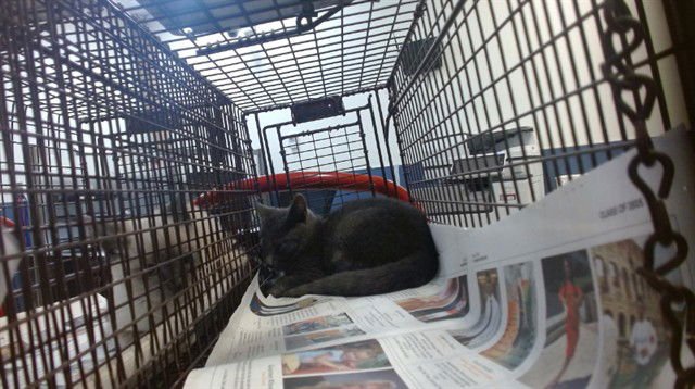 BRUNO - Domestic Short Hair available for adoption