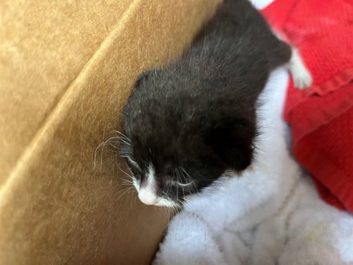 OREO - Domestic Short Hair available for adoption