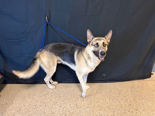 APOLLO - Siberian Husky / German Shepherd Dog available for adoption