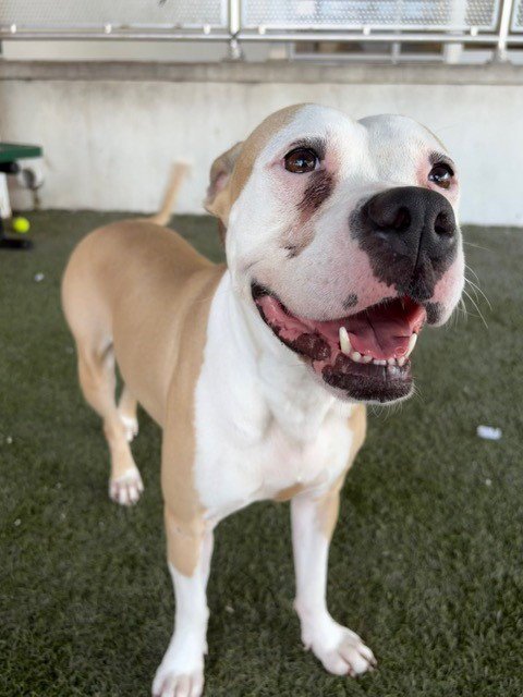 SUMMER - American Pit Bull Terrier available for adoption
