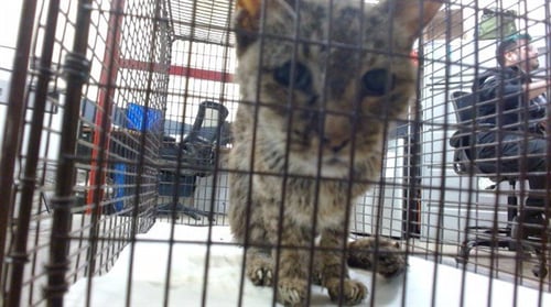 BABY - Domestic Short Hair available for adoption
