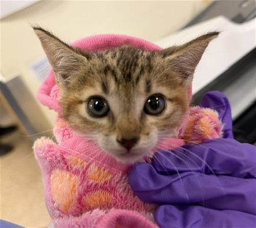 JENY - Domestic Short Hair available for adoption
