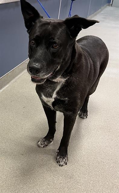 STORM - Labrador Retriever available for adoption