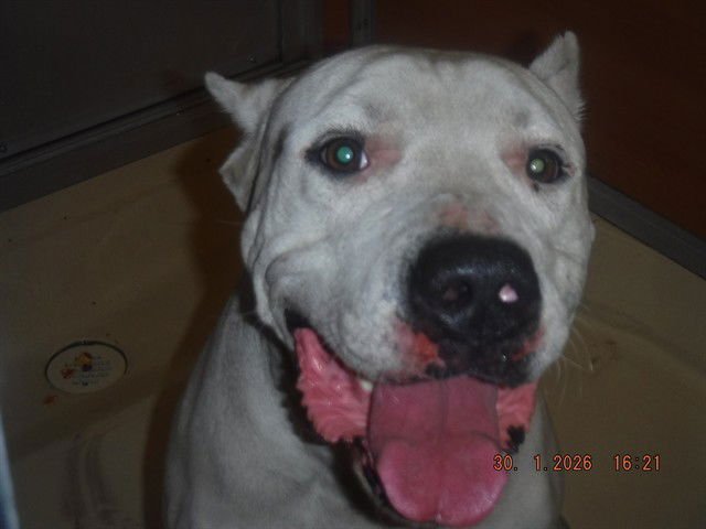 BOB - Dogo Argentino available for adoption