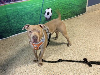 BOSTON - American Bulldog available for adoption