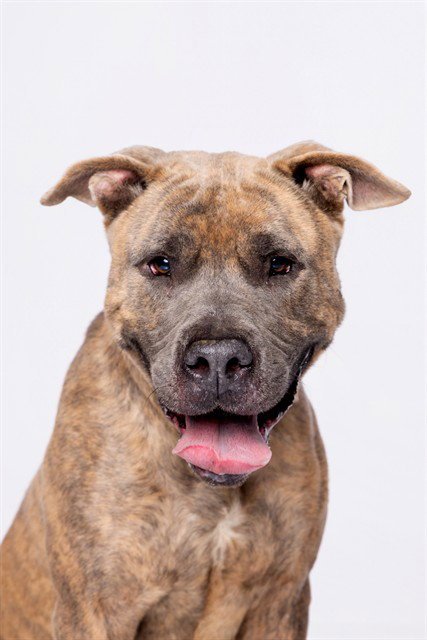 TANK - Bulldog available for adoption