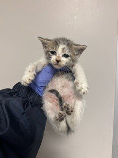 FLUFFERNESS - Domestic Short Hair available for adoption