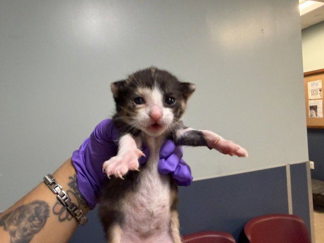 FIFI Image