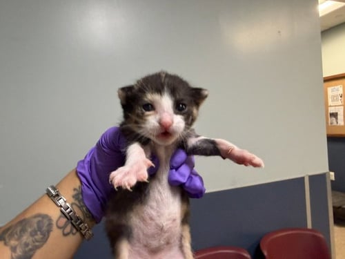 FIFI - Domestic Short Hair for adoption in Hialeah