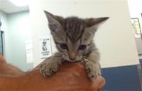 WIGGLES - Photo 1