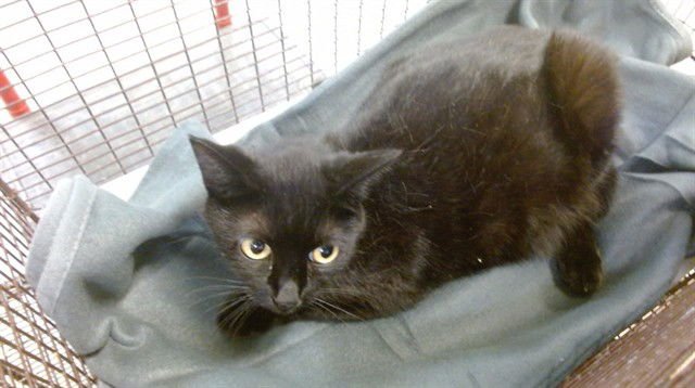 TINA - Domestic Short Hair available for adoption