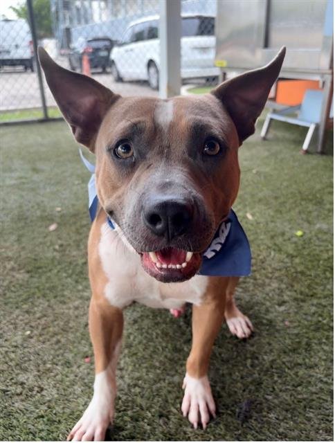 ROSCO Image