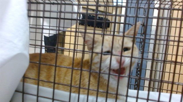 AMELI - Domestic Short Hair available for adoption