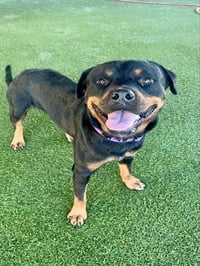 TYSON - Photo 1