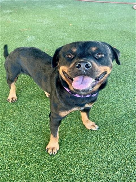 TYSON - Rottweiler available for adoption