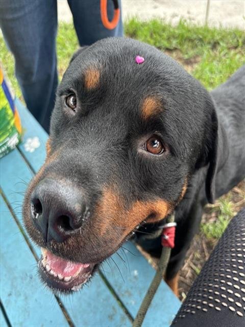 TYSON - Rottweiler available for adoption